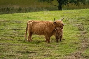 Images Dated 30th August 2015: Highland cattle and baby