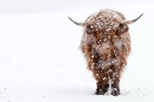 Images Dated 22nd February 2017: Highland Cattle with snow