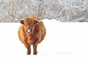 Images Dated 28th January 2012: Highland Cow