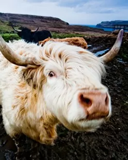 Nature wildlife/highland cow/highland cow