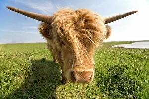 Design Pics Gallery: Highland Cow, North Yorkshire, England, Europe