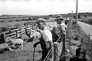 Roles And Occu Prints: Highland Sheep