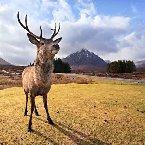 Images Dated 26th February 2011: Highland Stag