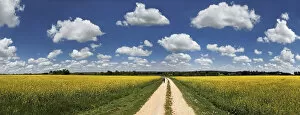 Hiker on a dirt track, bright rape fields and white clouds against a blue sky, near Erkertshofen, Titting