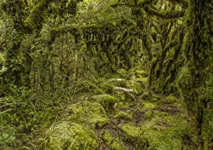 Rain Forest Gallery: Hiking in the rainforest Mt Taranaki and Egmont National Park, North Island, New Zealand