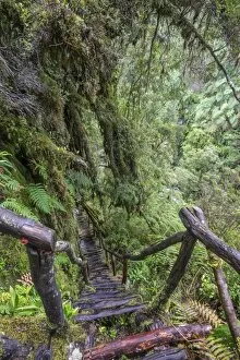 Chilean Lake District Collection: Hiking trail through the cold rain forest to the Cascadas Bajas, Pumalin Park, Chaiten