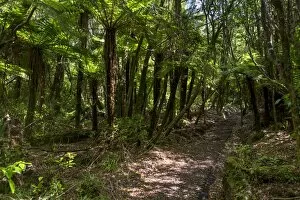 Images Dated 11th January 2013: Hiking trail in the jungle, Egmont National Park, Taranaki Region, New Zealand