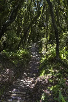 Hiking trail in the jungle, Egmont National Park, Taranaki Region, New Zealand