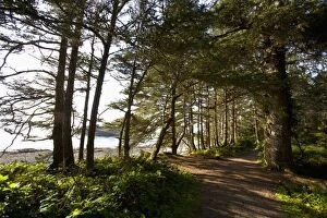 Rain Forest Gallery: The Hiking Trail Leading To South Beach In Pacific Rim National Park Near Tofino
