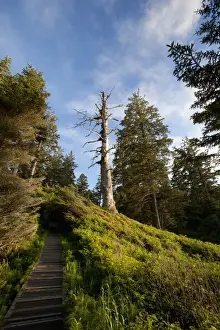 The Hiking Trail To South Beach From Wickaninnish Beach In Pacific Rim National Park Near Tofino