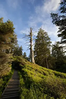The Hiking Trail To South Beach From Wickaninnish Beach In Pacific Rim National Park Near Tofino; British Columbia Canada