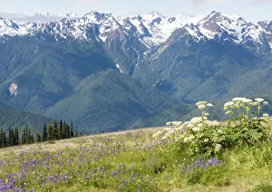 Images Dated 9th July 2017: Hills with flowering wildflowers, Hurrican Ridge, Olympic National Park, Washington State, USA