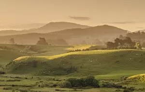 Mist Collection: Hilly landscape at the Catlins, South Island, New Zealand, Oceania