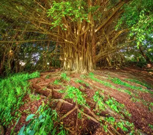 Big Island Gallery: Hilo Banyan Tree #1