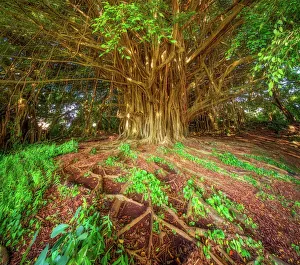 Images Dated 27th October 2017: Hilo Banyan Tree #1