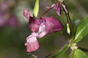 Images Dated 26th September 2011: Himalayan Balsam -Impatiens glandulifera-, single flower, Untergroeningen, Baden-Wuerttemberg