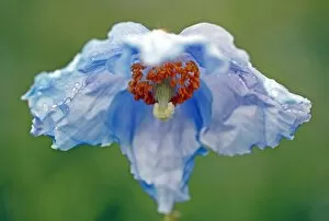 Flowers by Brian Haslam Collection: Himalayan Poppy
