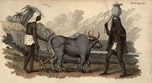 Hindu Ploughman