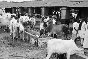 Calcutta Prints: Hindus in India Feed Sacred Cattle