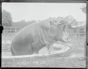Hippopotamus Prints: Hippo Having Teeth cleaned