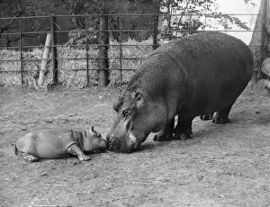 Third Prints: Hippo Mum