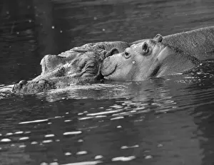 Hippo Swimmers