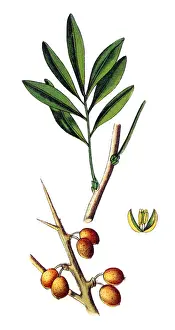 Hippophae rhamnoides, also known as common sea buckthorn