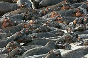 Ben Cranke Gallery: Hippopotami, Katavi National Park, Zambia