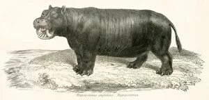 Images Dated 3rd April 2017: Hippopotamus engraving 1803