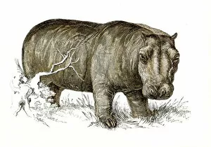 Images Dated 25th April 2017: Hippopotamus engraving 1851