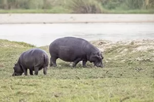 Images Dated 8th November 2012: Hippopotamus -Hippopotamus amphibius-, Buffalo National Park, Caprivi Strip, Namibia, Africa