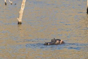 Images Dated 14th August 2012: Hippopotamus -Hippopotamus amphibius-, Andreas Damm, Khomas, Namibia