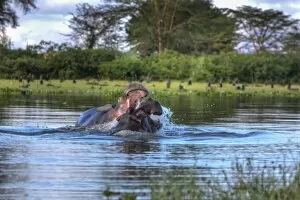 Images Dated 16th October 2011: Hippopotamus -Hippopotamus amphibius-, Lake Naivasha, Kenya, East Africa, Africa, PublicGround