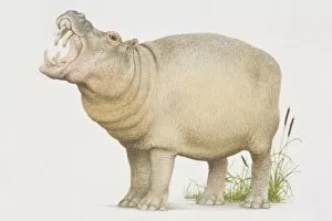 Safari Animals Gallery: Hippopotamus (hippopotamus amphibius) opening its mouth in a yawn, side view