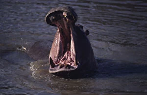 Hippopotamus (Hippopotamus amphibius) yawning in waterhole, Kenya