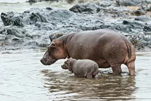 Images Dated 20th February 2014: Hippopotamus -Hippopotamus amphibius- adult female with young, Serengeti, Tanzania
