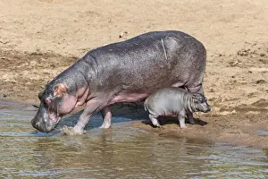 Hippopotamus Prints: Hippopotamus -Hippopotamus amphibius- adult female with young