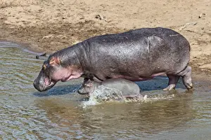 Hippopotamus Prints: Hippopotamus -Hippopotamus amphibius- adult female with young