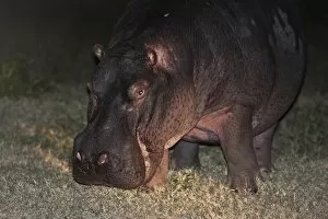 Images Dated 25th May 2013: Hippopotamus -Hippopotamus amphibius- grazing, nocturnal foraging, South Africa