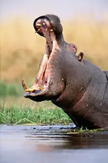 Boredom Prints: Hippopotamus (Hippopotamus amphibius) with mouth open wide