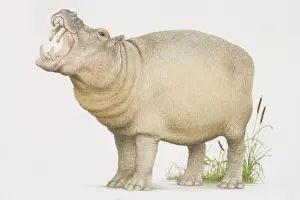Hippopotamus Prints: Hippopotamus (hippopotamus amphibius) opening its mouth in a yawn, side view