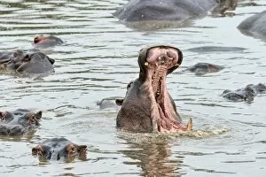 Images Dated 20th February 2014: Hippopotamus -Hippopotamus amphibius-, Serengeti, Tanzania