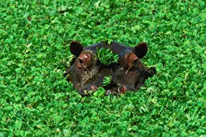 Kenya Prints: Hippopotamus (Hippopotamus amphibius) submerged in water
