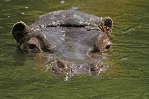 Hippopotamus Prints: Hippopotamus (Hippopotamus amphibius) swimming in water