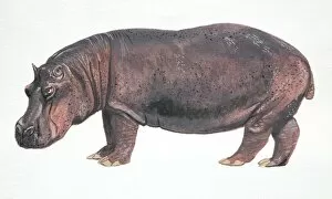 Hippopotamus, Hippopotamus amphibius, side view