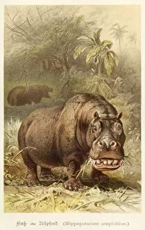 Images Dated 6th July 2016: Hippopotamus illustration 1888
