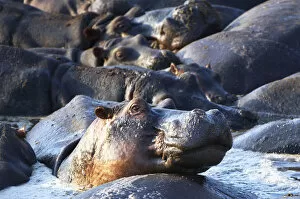 Ben Cranke Gallery: Hippopotamus, Katavi Nationa Park, Tanzania