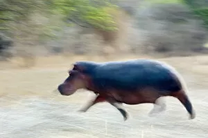 Blurred Gallery: Hippopotamus, Mana Pools NP, Zimbabwe
