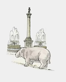 Images Dated 11th January 2010: A hippopotamus next to Nelsons Column, Trafalgar Square, London