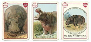 Noah's Art Victorian Card Game Prints Collection: Three hippopotamus playing cards Victorian animal families game